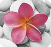Deluxe Pink Petals Mouse Pad - Pink